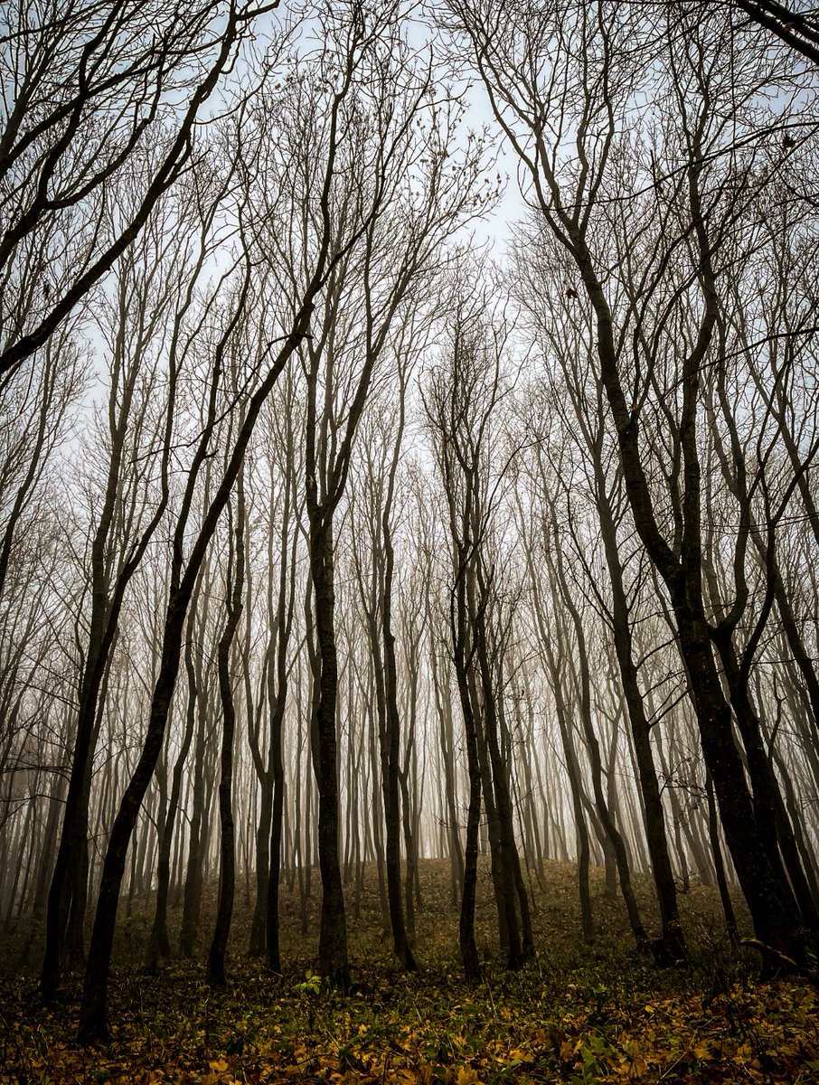 kamischa_com's tweet photo. Foggy morning #fog https://t.co/jv7IPcNZ15