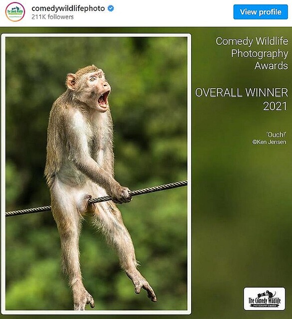 あ 21年度 コメディー野生動物写真賞 の受賞作品が発表 Togetter