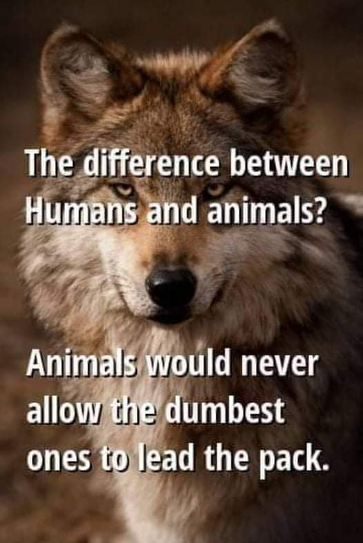 PatriotSRQ's tweet photo. #Truth all you vaxed puppets have a short life span left,I'm so sorry your #Fear took over and wouldn't let you #CriticallyThink for yourselves anymore, your gonna pay for that with your lives unfortunately. Guess we'll get rid of all the stupid people in the world that way now. https://t.co/8jD1t02Nra