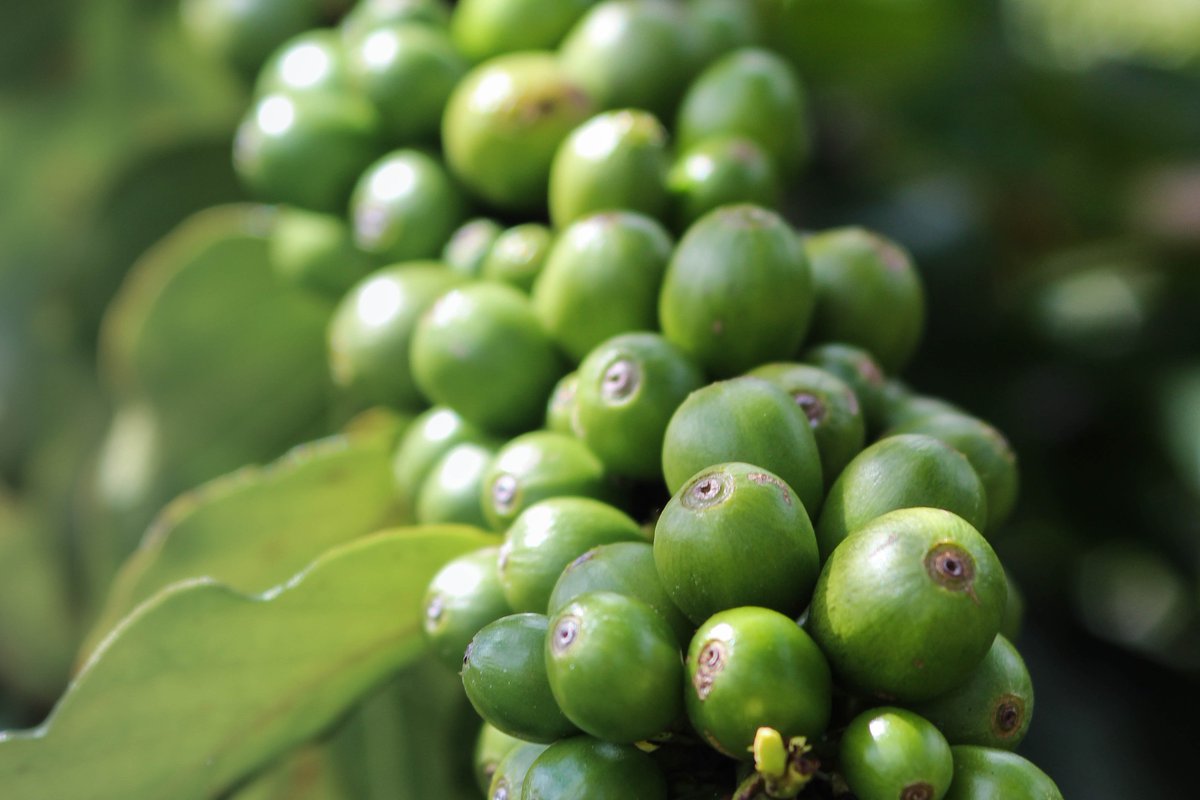 🌿#BREEDCAFS successfully selected and disseminated coffee varieties adapted to #agroforestry.
The investment made by the #coffeeindustry in the financial support of #hybrid seeds ensures their adoption and massive dissemination among small producers worldwide. 👏👏