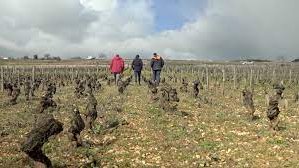 NathalieGuigon's tweet photo. Un sens à la vigne : un film qui rend hommage à tous ceux qui ont fait ce que sont les Hospices de #Beaune
📺📱 à 9.50 sur @F3Bourgogne @F3FrancheComte
Un #documentaire de @stephconch et Sébastien Bouillé
@francetv @hospicescivils @HISTOIRE_DU_VIN @Francetele #RealProductions https://t.co/C9pQgE5O6T