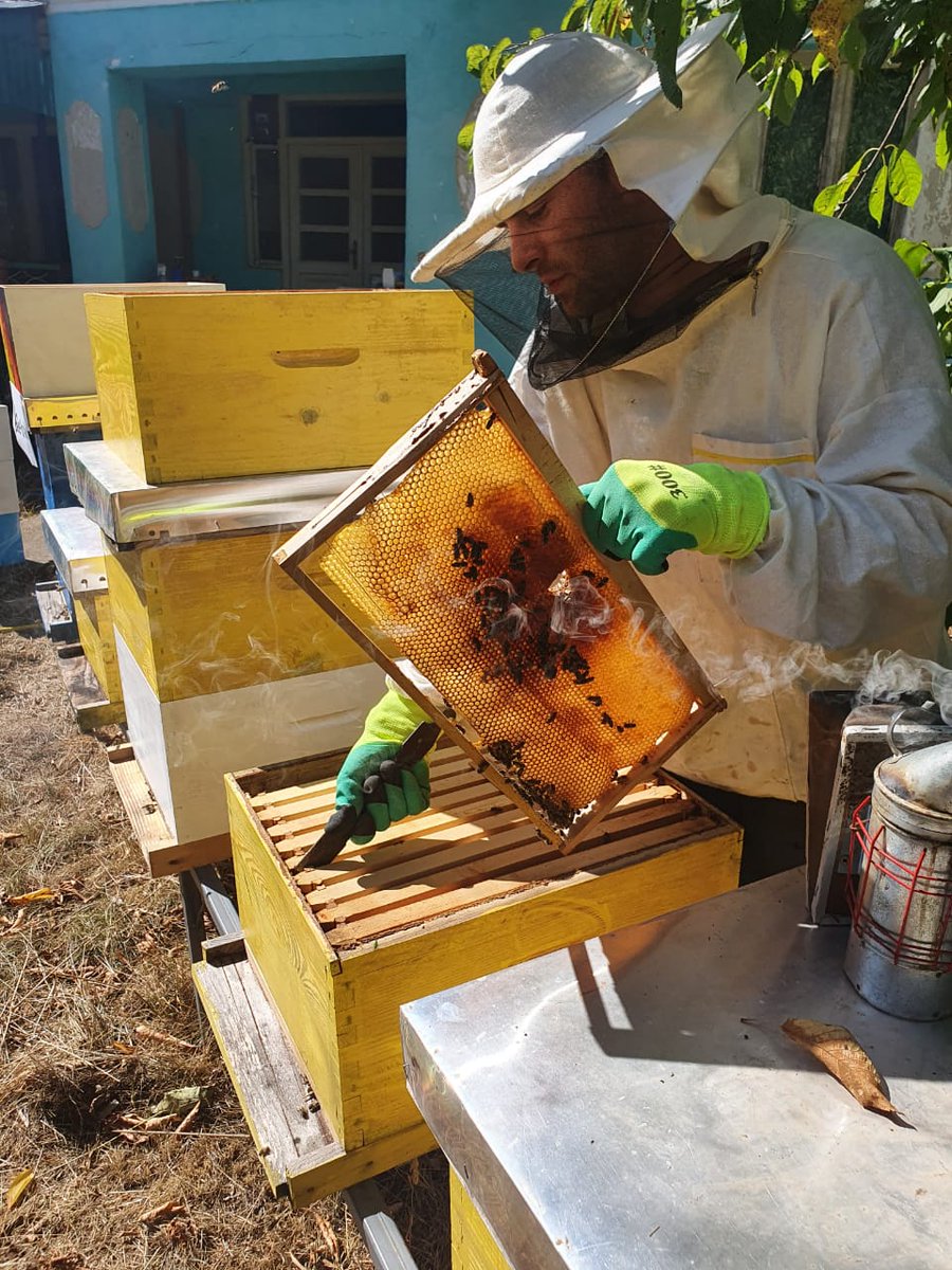 UNDP_Kosovo's tweet photo. 🐝 Young #beekeepers in #Kosovo are working on developing a self-sustained Bee Park at a time when the decline of bee population is endangering #ecosystems & affecting livelihoods.
🙏 to @VentureUP_KS for mentoring at the Green Hub to advance #ecotourism initiatives. https://t.co/RBMh0xUpqG