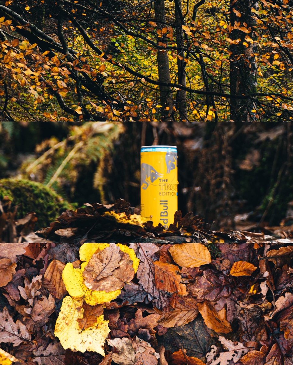 godiobel's tweet photo. Tropical Red Bull fitting nicely in the autumn tones #yellowcan . #redbull #energydrink @redbull @RedBullUK @redbullmotors
.
#photo #photography #photooftheday #photographer #LakeDistrict https://t.co/kOsn3ll5wx