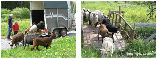 ProjectConsole's tweet photo. Summary

Pasture bank is a platform through which the landowners and the domestic animal herders can find each other and agree a land-tenure contract for leasing pastures or grazing animals. Increasing grazing of underutilized pastures can improve

https://t.co/BMKcmHJaEK https://t.co/rXI92fNXLM
