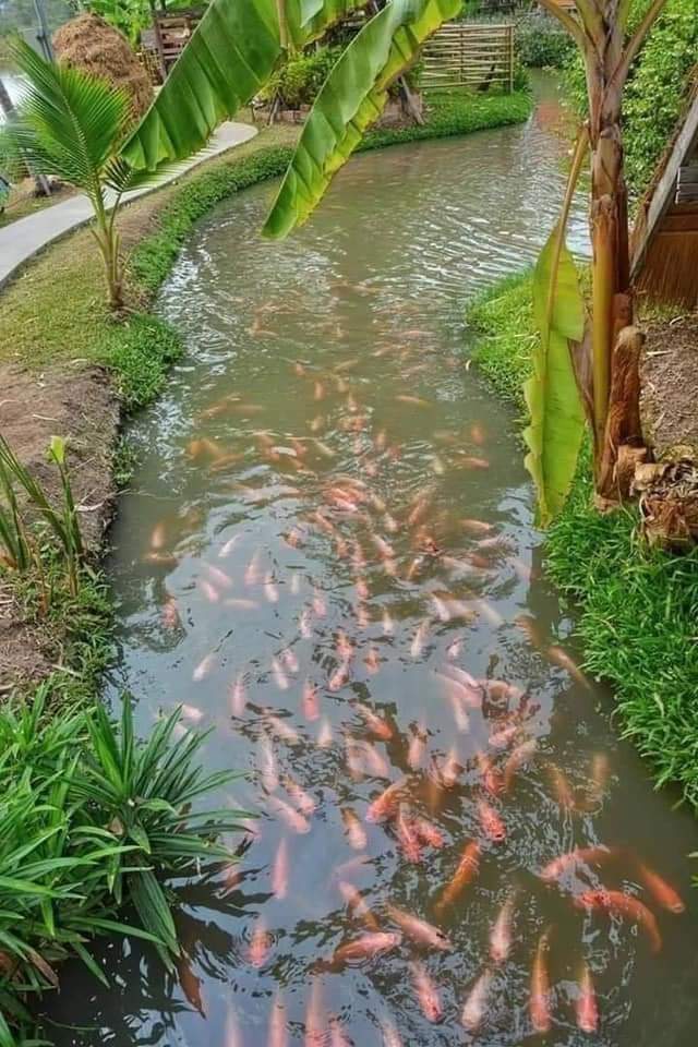 petanirumah's tweet photo. Salah satu impian sy di masa tua.
Punya tanah di desa bangun rumah kecil di kelilingi kolam ikan. 
Ada sayuran dan tanaman buah.

Alhamdulillah saat ini udah mulai beli tanah.
Meski baru 2 karung https://t.co/QFXq9VMygG