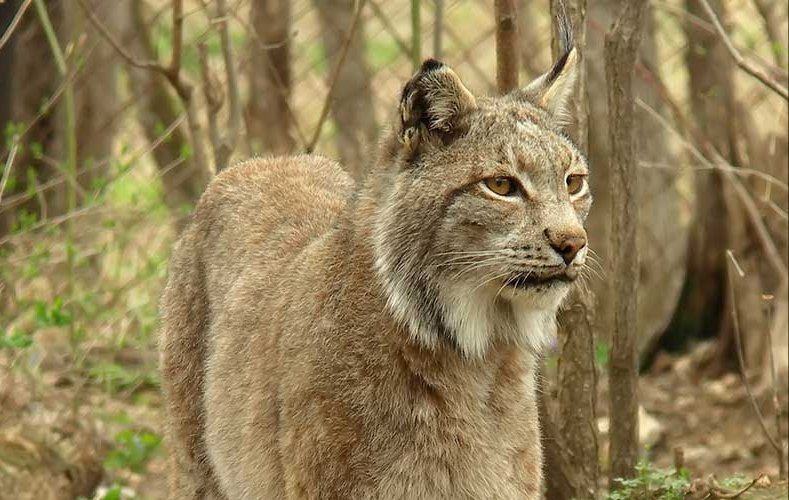 олень северный лесной сибирский. уссурийский лось. животные северной тайги. баргузинский заповедник лось. медведь гризли в канаде.