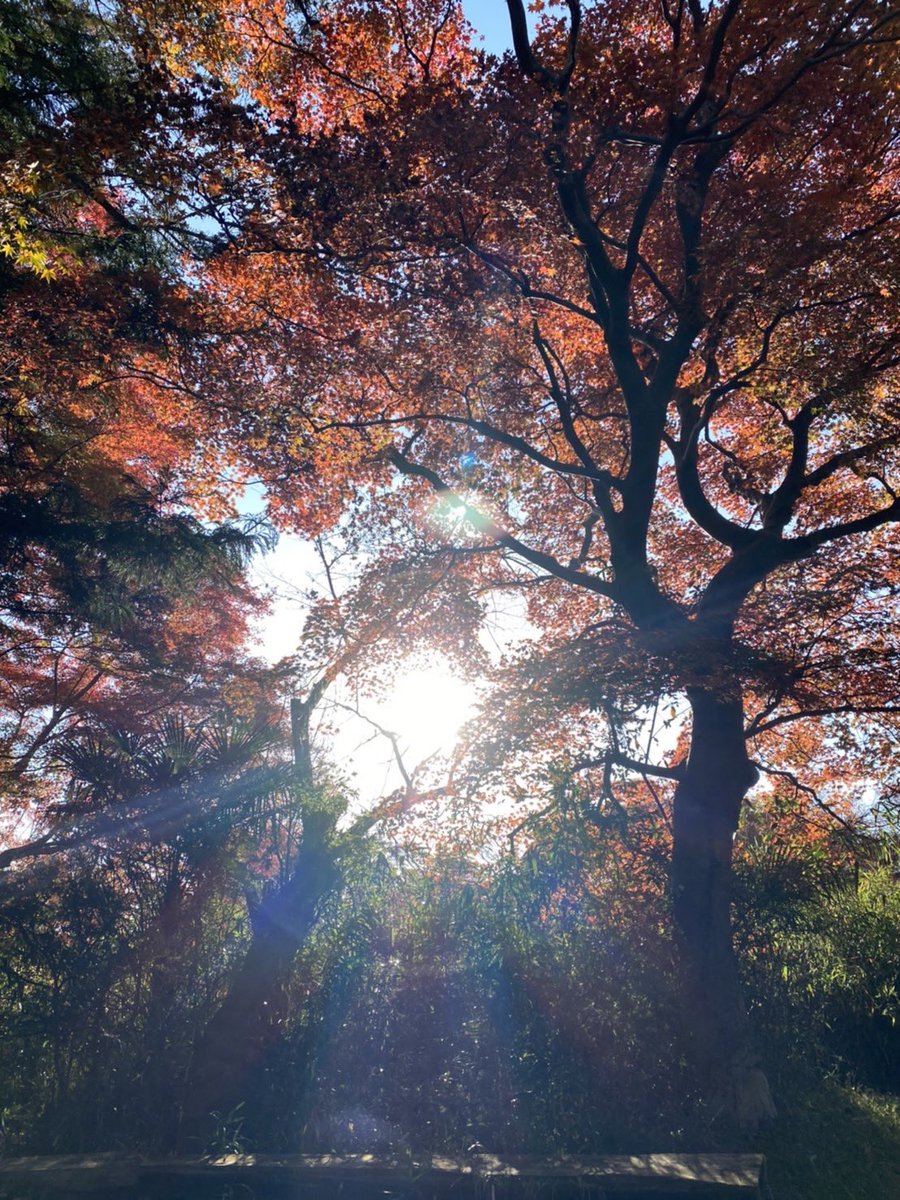 0122_si's tweet photo. 今年もお墓参りと紅葉にいけた。 https://t.co/RYtr68zh0H