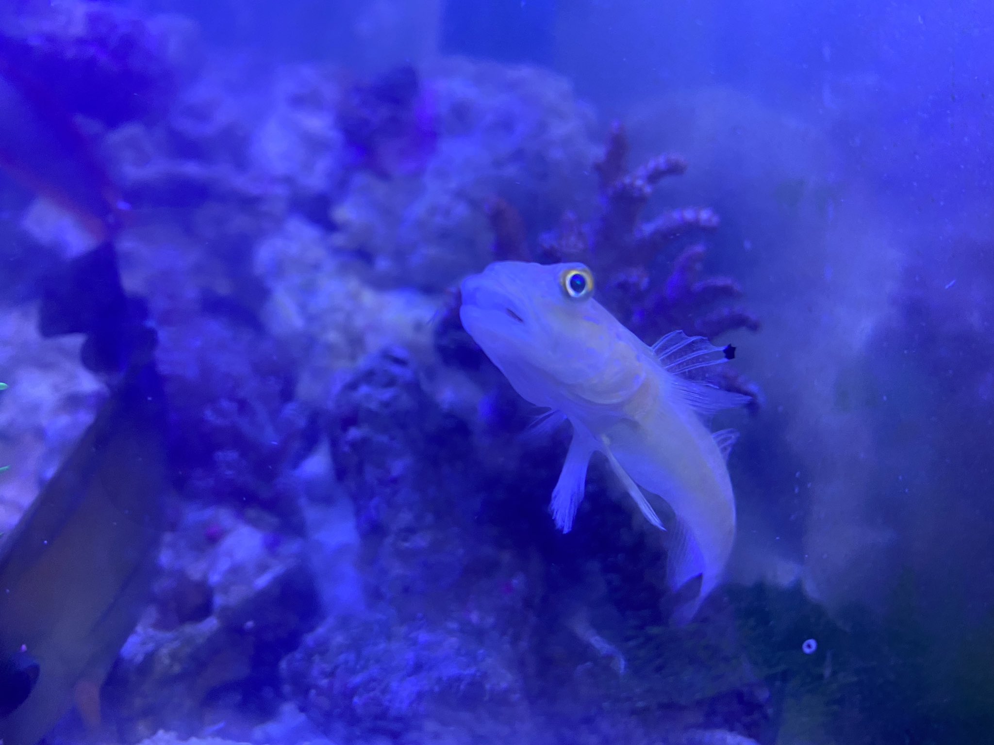 りるたき 海大好き理系大学生 自動餌やり機に任せてたら最近かなり痩せてきてしまったミズタマハゼくん 集中的に給餌するようにはしてますが何か対策ありますかね いいエサとかあるかなあ T Co D6thyzmxt6 Twitter