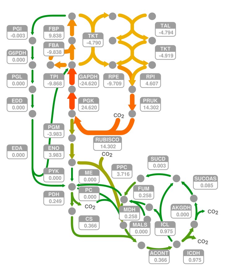 If you're tired to draw your metabolic flux maps by hand, check out my little R package #fluctuator to add fluxes to SVG maps. The recent update can overlay numeric data too. #FBA #FSA #RBA <a href="/The_NiWi/">Nicolas Wirth</a> <a href="/MJanasch/">Markus Janasch</a> 
github.com/m-jahn/fluctua…