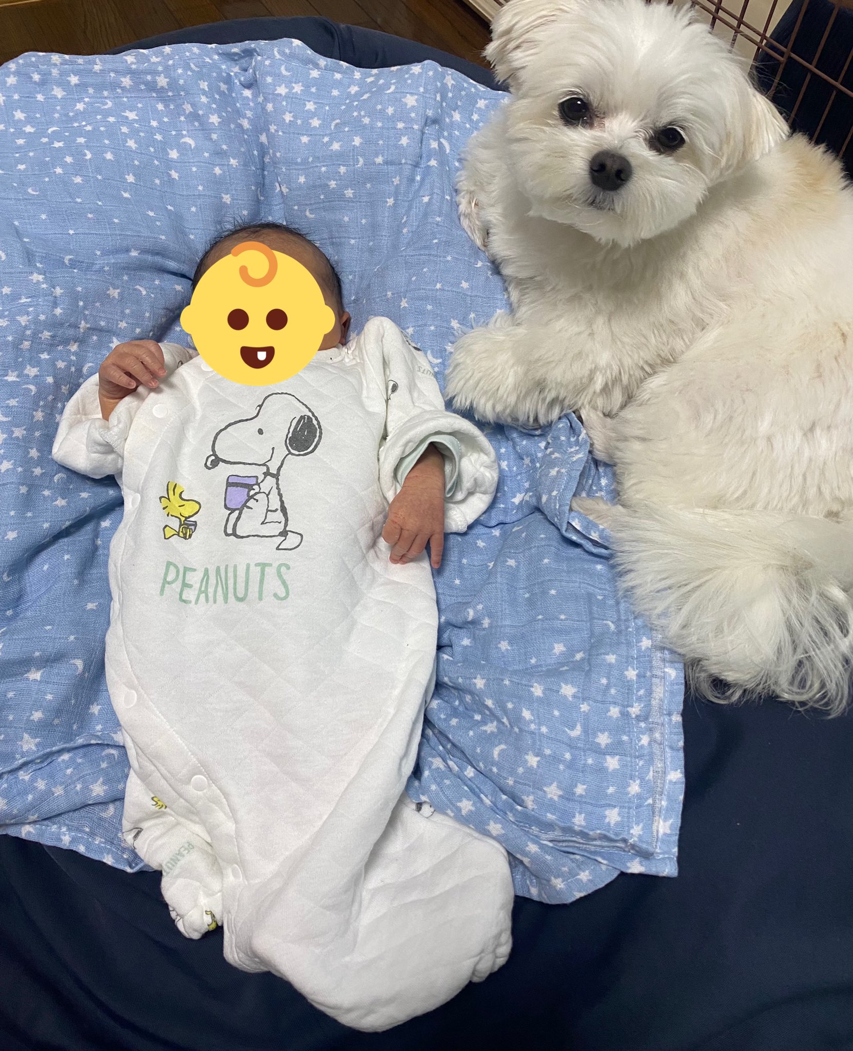 赤ちゃんと犬 Twitter Search Twitter