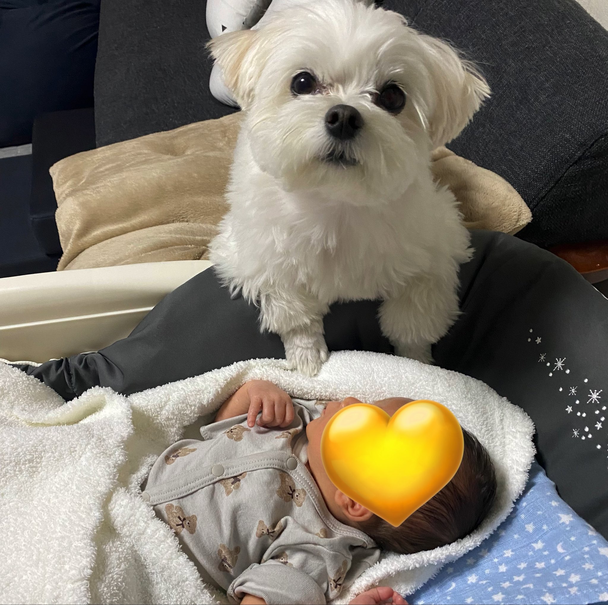 赤ちゃんと犬 Twitter Search Twitter