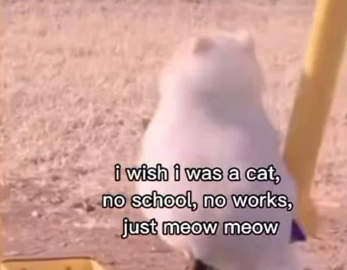 petsfess's tweet image. Kcg! 😔😔😔😔😔 K u c i n g