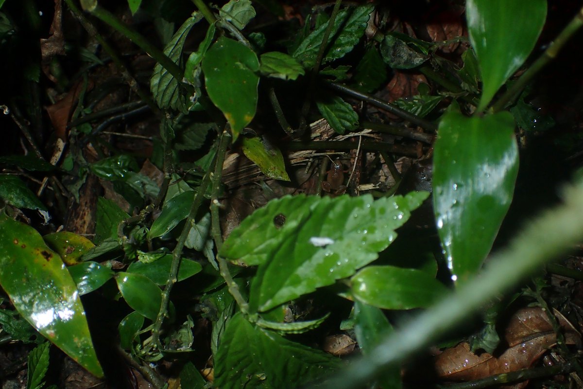 MarkScherz's tweet photo. There is a calling male Stumpffia maledicta shown in this picture. Not a particularly difficult #FindTheFrog, but fun nonetheless
#MadagascarFrogs https://t.co/6vXdbBk564