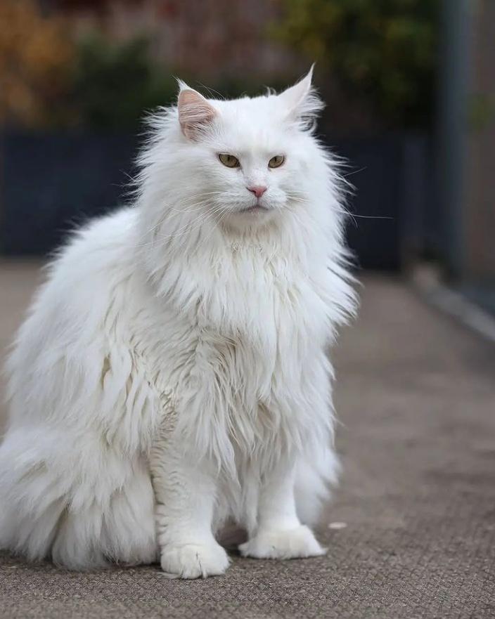 UsaPersianCatL1's tweet photo. #CatsOfTwitter #cats #CatsOnTwitter #catecoin #CATGIRLCOIN #catlover #CatalinaLaCatrina #catgirlairdrop #Canucks https://t.co/IUeHS3iKq9