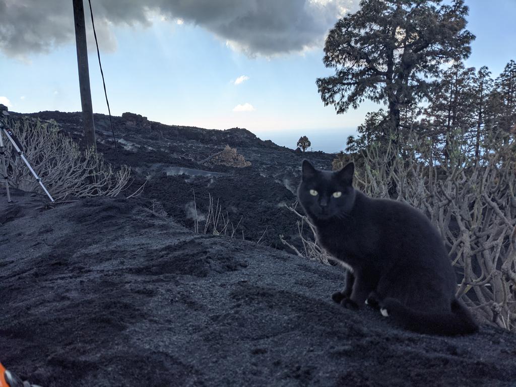 Lava Cat #LaPalmaeruption