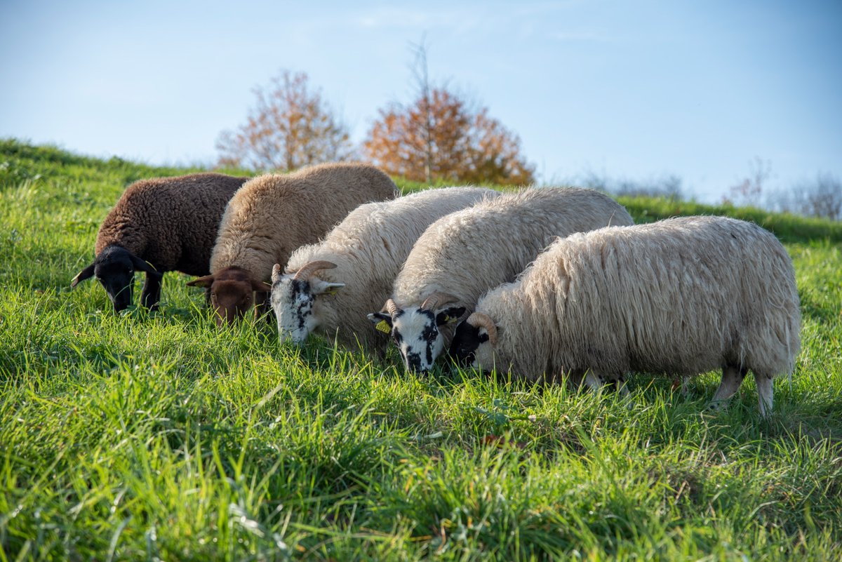 sqy's tweet photo. Dès aujourd'hui, vous pouvez aller voir les moutons à l'étang du Val Favry à @VilleCoignieres #SQY 🐑 !
Nous comptons sur vous pour leur réserver un bon accueil 😌 Veillez à les approcher calmement et à ne pas leur donner à manger !
Plus d'infos ➡️ https://t.co/cbXs0hMBqQ https://t.co/U7ctgxH9Sg
