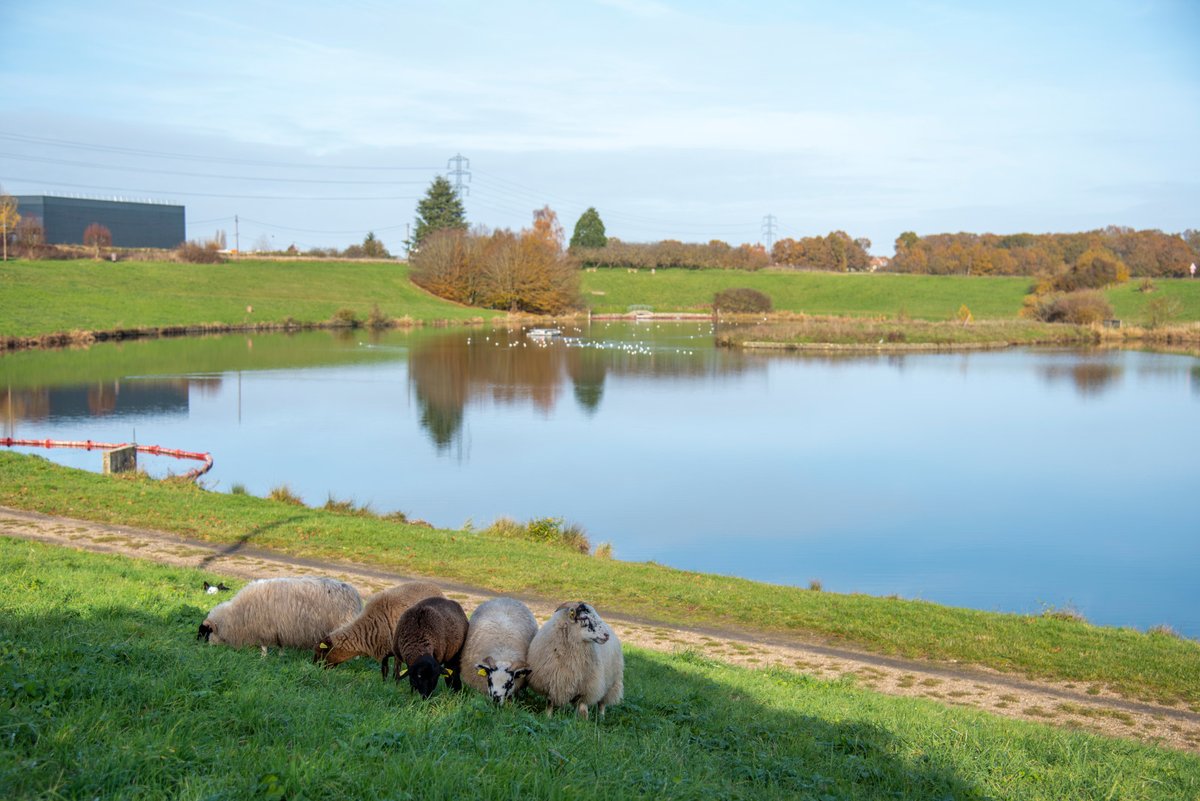 sqy's tweet photo. Dès aujourd'hui, vous pouvez aller voir les moutons à l'étang du Val Favry à @VilleCoignieres #SQY 🐑 !
Nous comptons sur vous pour leur réserver un bon accueil 😌 Veillez à les approcher calmement et à ne pas leur donner à manger !
Plus d'infos ➡️ https://t.co/cbXs0hMBqQ https://t.co/U7ctgxH9Sg