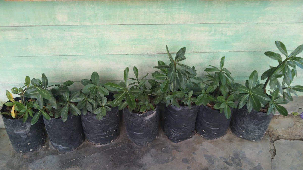 metto_adenium's tweet photo. Nikmati saja proses nya Walaupun kamu mulai menguning #sendiri.Be good ...do good and enjoy your life.
@metto_adenium
#adenium #kuning #plants #sendiri #rose #obesum #thaisoco #twitter #nature #hobby
Thank you
@metto_adenium
Indonesia https://t.co/OCKzZ4HBsN