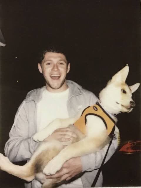 nialldadbot's tweet photo. papai nao pode ver um cachorrinho que ja trata como se fosse dele https://t.co/fVxZd7F4Fk
