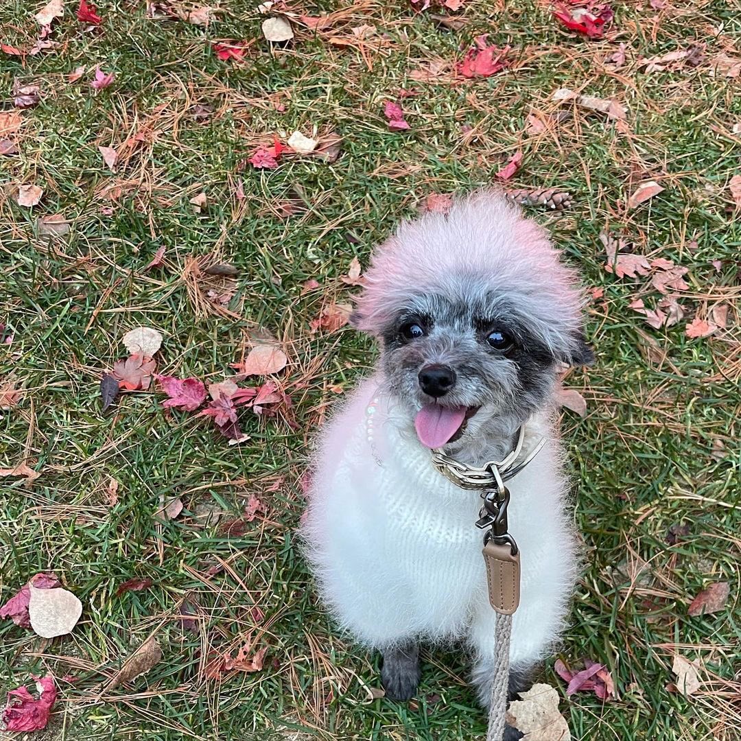 KYRSYJ's tweet image. [INSTAGRAM] 211119 dooeyuri: 언니가 저보고 자꾸만 작고소듕하데요🐾

#DooeYuri #KwonYuri #DooE #Yuri