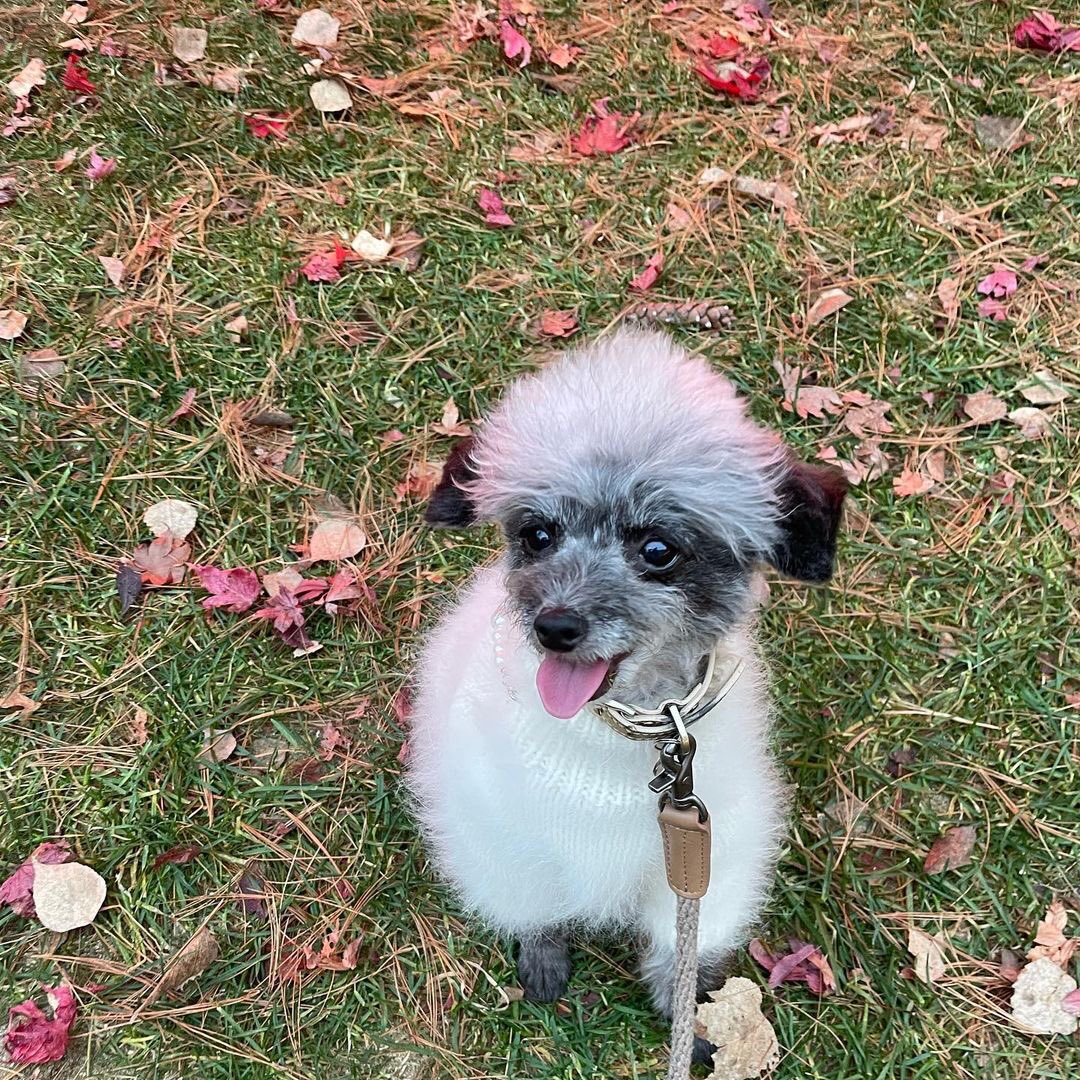 KYRSYJ's tweet image. [INSTAGRAM] 211119 dooeyuri: 언니가 저보고 자꾸만 작고소듕하데요🐾

#DooeYuri #KwonYuri #DooE #Yuri