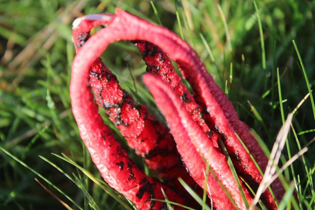 Octopus stinkhorns, also known as devil's fingers - unbelievable! Growing in rough grassland not far from my house. Amazed to have found some. So alien 🦑 #FungiFriday