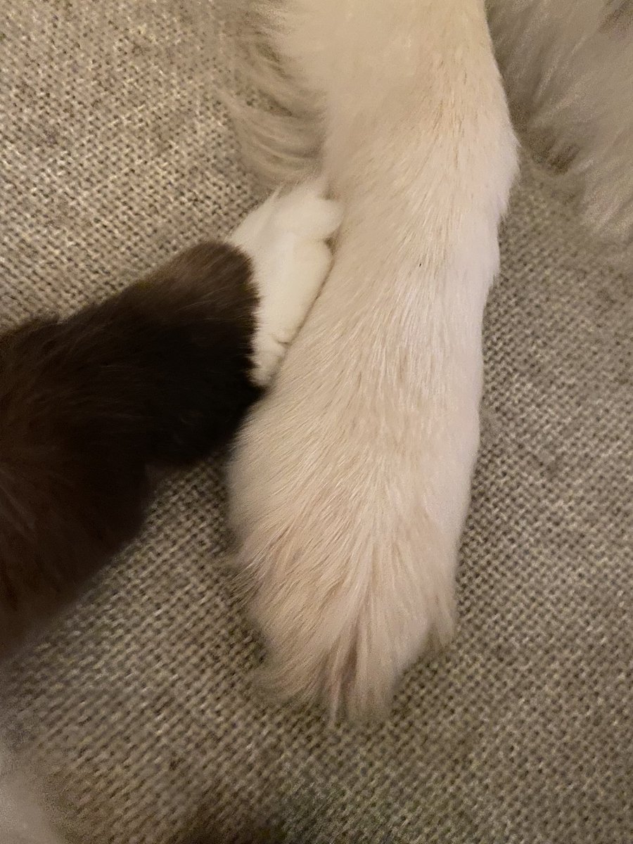 LittleMiaMeow's tweet photo. So much to learn from this. #SayNoToRacism #love #Respect https://t.co/LYr1WSEXLj