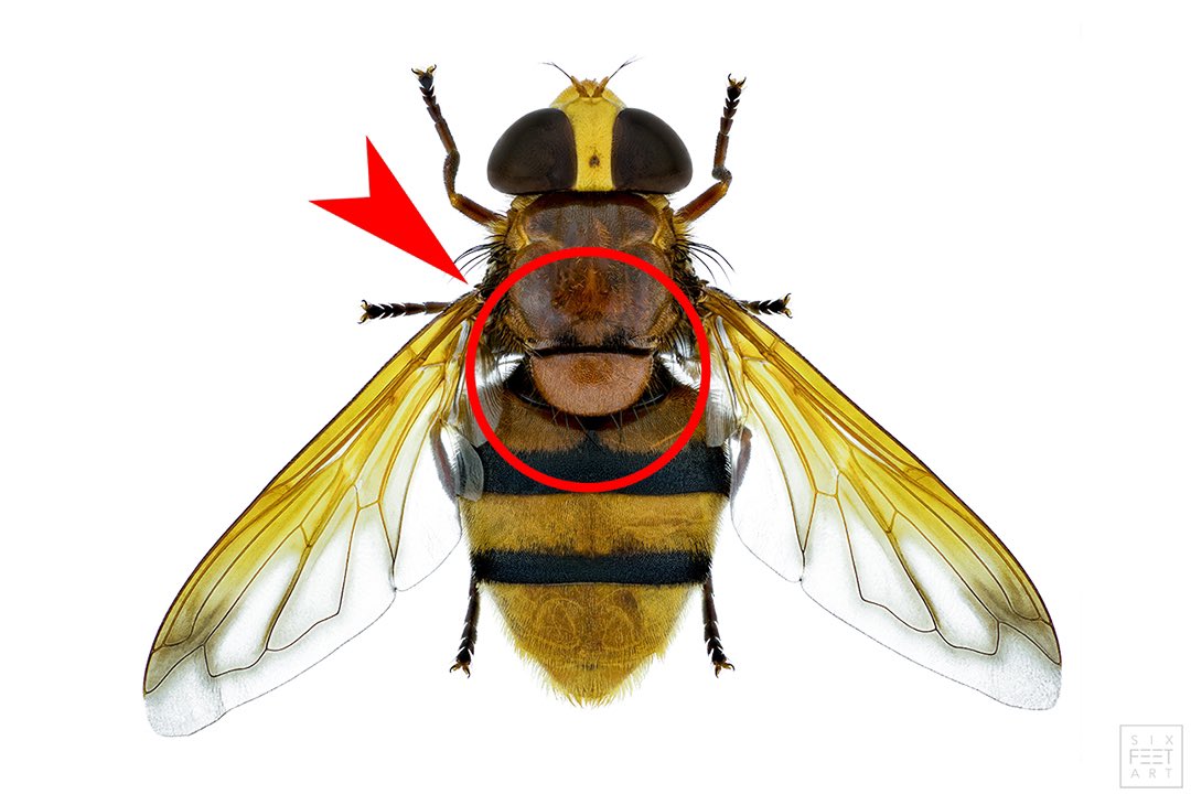 Thorben Danke tweet media