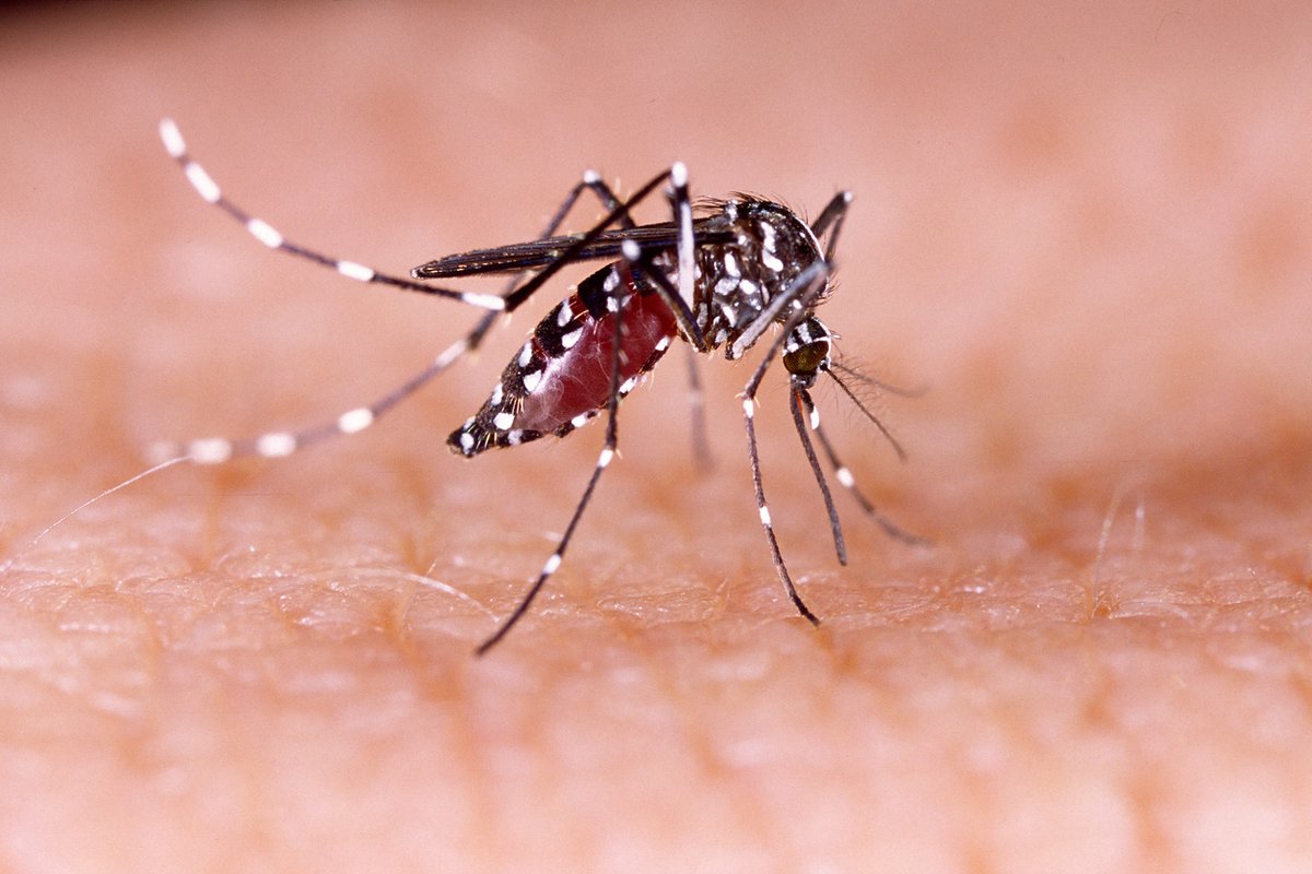 New research by <a href="/UF_CLAS/">UF College of Liberal Arts and Sciences</a> and EPI biologist <a href="/datcummings/">Derek Cummings</a> shows that as populations of people gain immunity to dengue, it drives evolutionary pressures that select for viral evolution—and newly susceptible hosts. bit.ly/3HAZUZG  <a href="/UFNews/">University of Florida News</a> @UFExplore