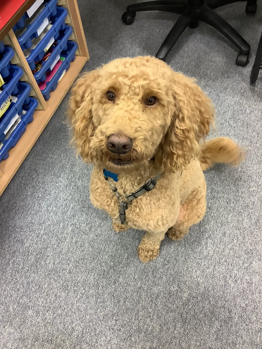 Watson visits our Nurture Department every Friday! #therapydog #nurture #dennyhigh