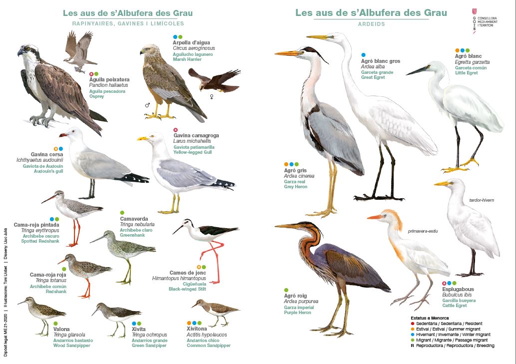 BalearsNatura's tweet photo. 🐦T'apuntes a observar aus a s'Albufera des Grau? La tardor és un bon moment per fer-ho, ja que hi podem trobar les que sempre hi viuen com les que estan de pas

⬇ Et deixam dos fulletons per identificar-les. Si hi vas, tingues en compte les recomanacions de l'Inforparc! https://t.co/wsCO814NrO