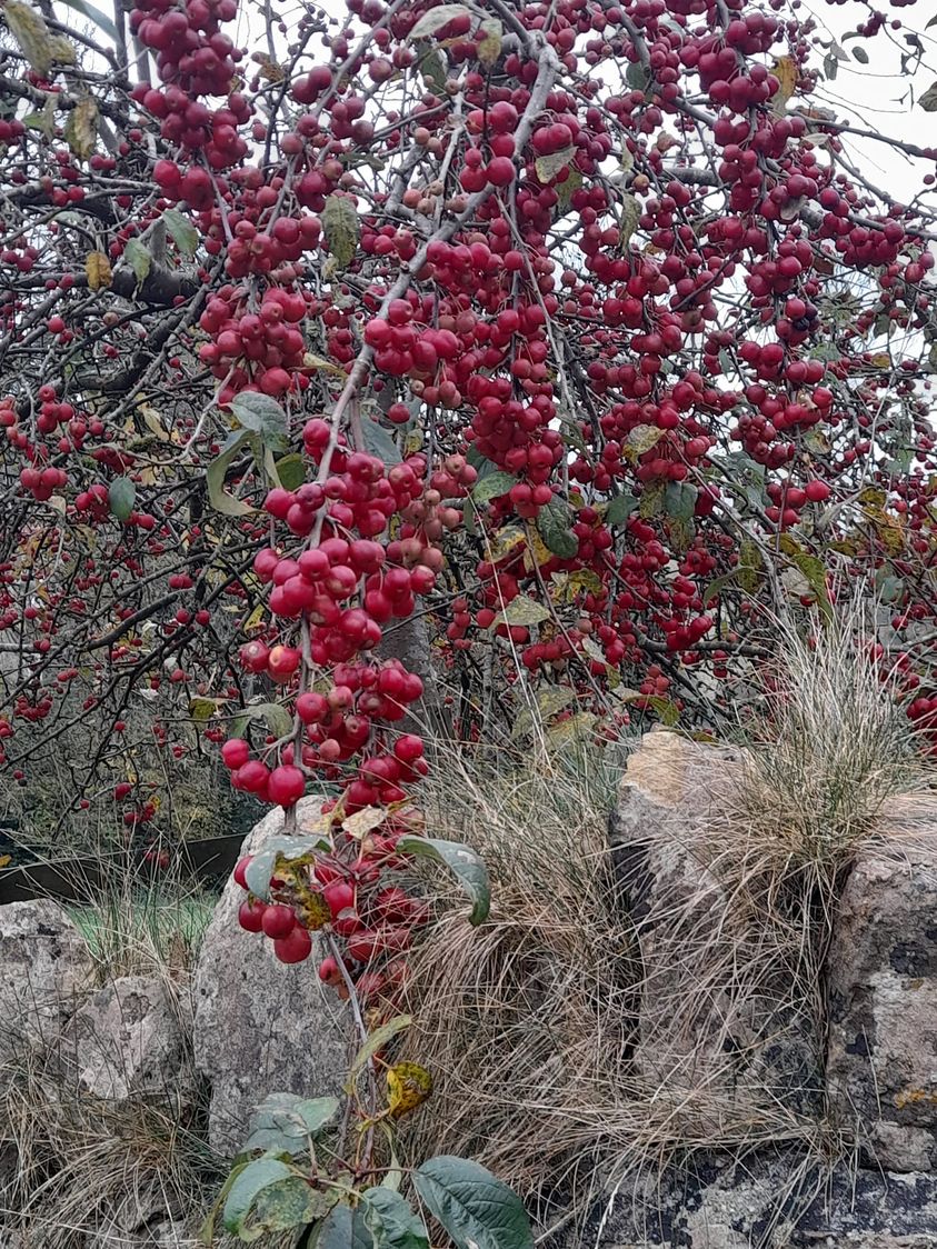 WhiteFrome's tweet photo. π§‘ There Are Glorious Images Of Autumn Everywhere.
These beauties were spotted in Batcombe while distributing leaflets for our brilliant 3 Course Christmas Menu.
#batcombe #somerset https://t.co/h71idl4GnU