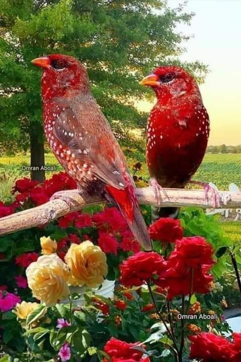 @katrinajf1 Happy friday dear Katrina🤗🥰😘💖🌺🌹