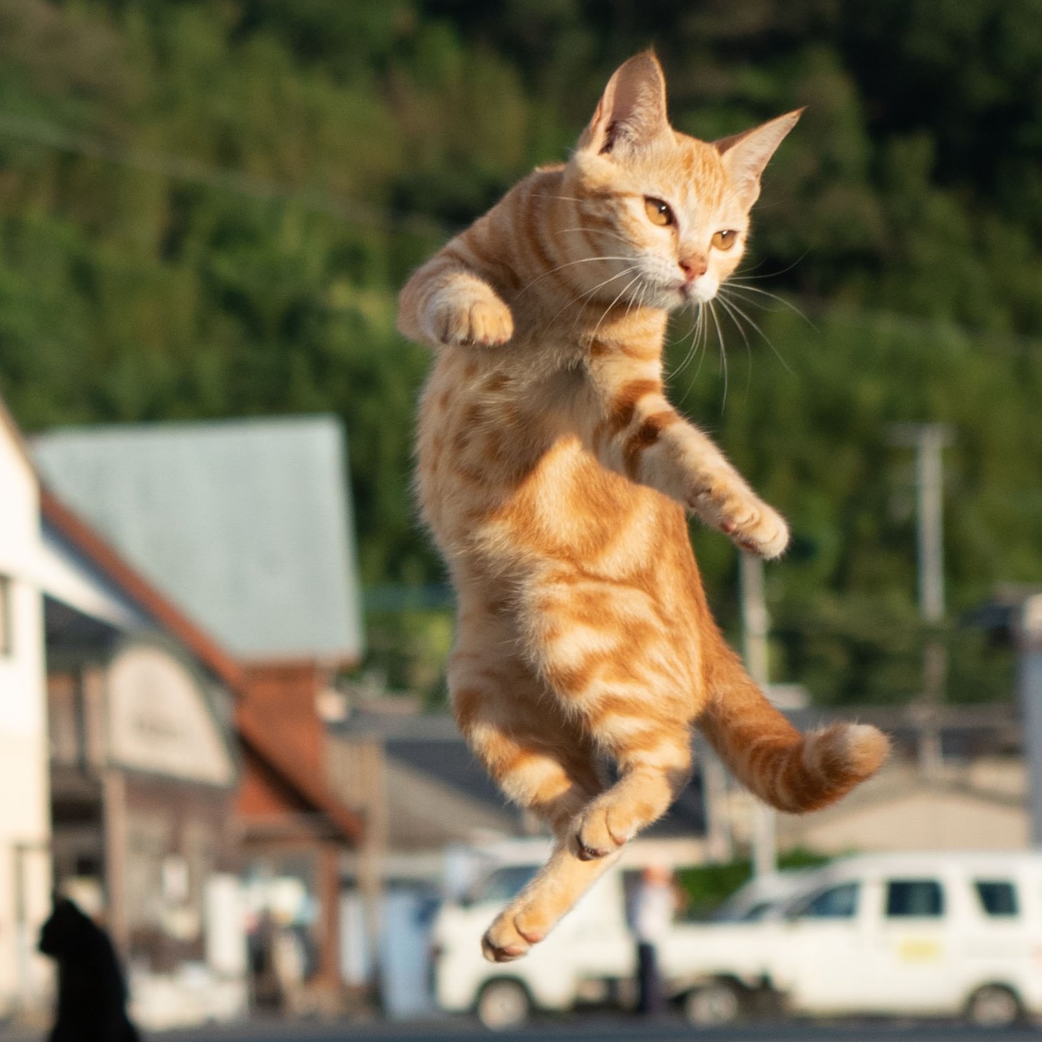 久方 広之 のら猫拳 猫と遊びながら撮影した写真 めっちゃ拳法してて躍動感もすばらしいけど自信に満ち溢れたいい顔してて感動してる T Co Leraja8c7z Twitter