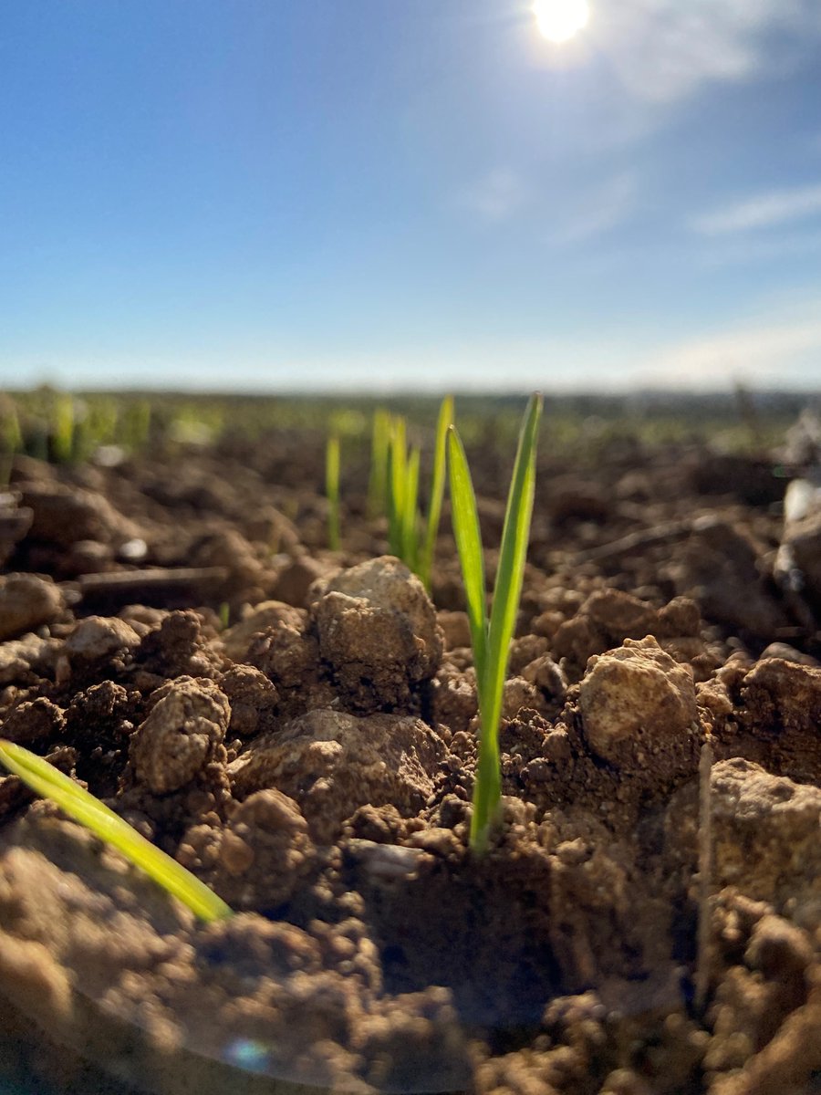Bonne levée des céréales en Charente 🌱🌱🌱#négoceagricole #agriculture #blé