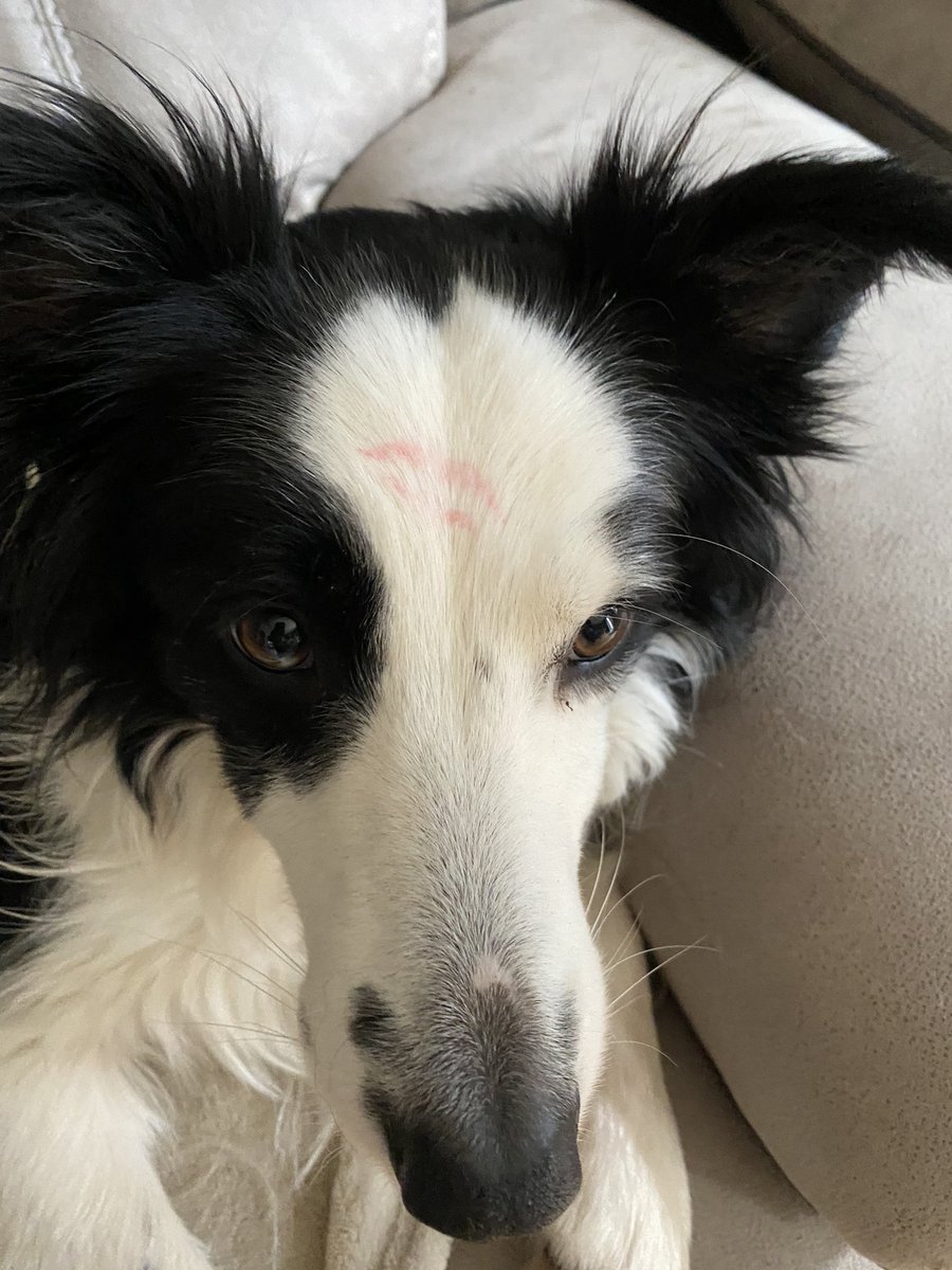 MagicalMerlinBC's tweet image. I’ve been attacked!! She even left a mark! 💋 Merlin 🧙‍♂️ 🐾 #Love #kiss #Mum #rescuedog #BorderCollie #dogs #DogsofTwittter #Family #doglife #doglovers