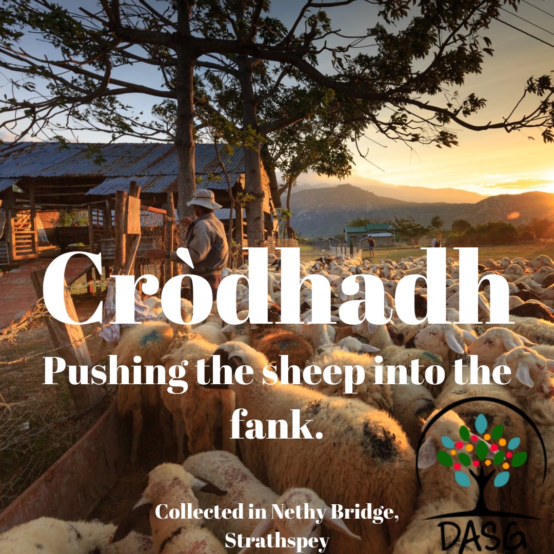 DASG_Glaschu's tweet photo. https://t.co/vVkAkZoMXs
đ
CRĂDHADH - PUSHING THE SHEEP INTO THE FANK
đŠâđž
#cròdhadh #caorach #caoraich #crodh #sheep #sprèidh #livestock
đ
#ObarNeithich #NethyBridge #SrathSpè #Strathspey #Gà idhealtachd #ScottishHighlands
#GĂ idhlig #Gaelic
#DigitalArchiveofScottishGaelic #DASG https://t.co/9sfMuhGLyq