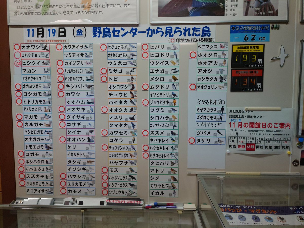 11月19日（金）のセンターの出現種です。
ついにオオワシに○がつきました！
センター前ではオオタカが見られた他、湖岸ではあまり見られないタゲリも登場。
#今日の野鳥センター
#湖北野鳥センター