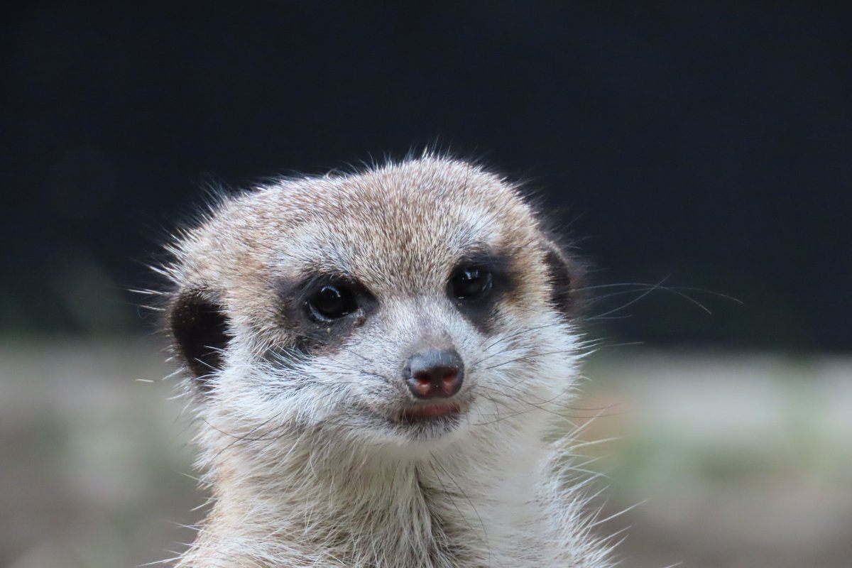 ミーアキャット 最新情報まとめ みんなの評価 レビューが見れる ナウティスモーション 5ページ目