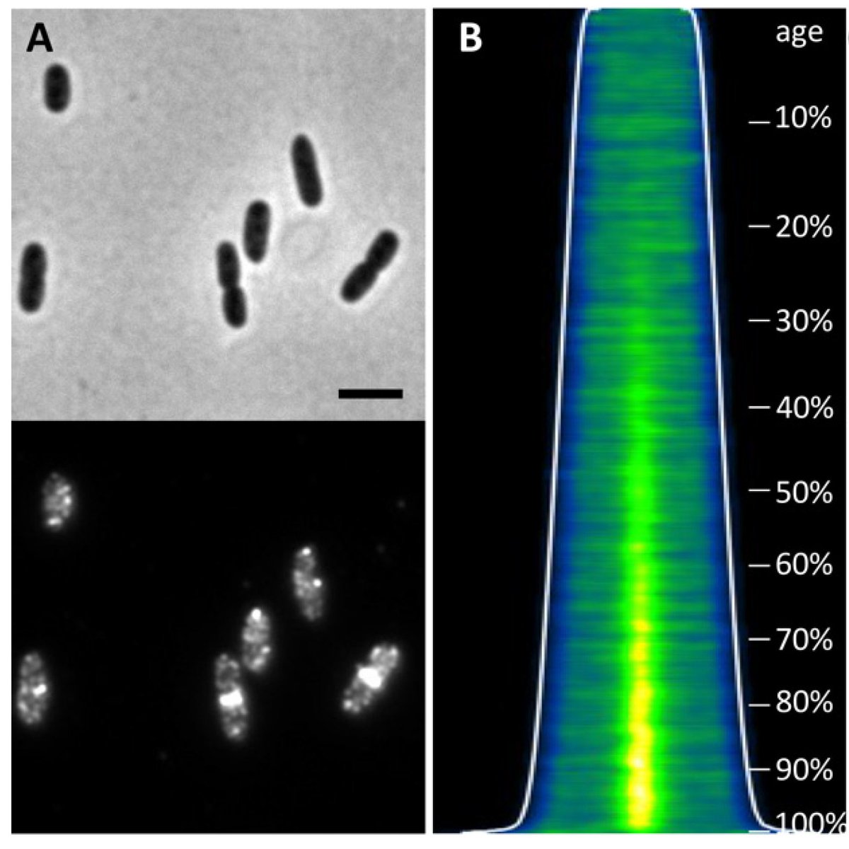 Train2Target (@train2target) on Twitter photo We're very happy to showcase this work by
<a href="/Train2Target/">Train2Target</a>'s Elisa Consoli, <a href="/TannekedenBlaau/">Tanneke den Blaauwen</a>'wen
and their collaborator Joen Luirink. 👏👏👏
'The Escherichia coli Outer Membrane β-Barrel Assembly Machinery (BAM) Crosstalks with the Divisome.'
doi.org/10.3390/ijms22… We're very happy to showcase this work by
<a href="/Train2Target/">Train2Target</a>'s Elisa Consoli, <a href="/TannekedenBlaau/">Tanneke den Blaauwen</a>'wen
and their collaborator Joen Luirink. 👏👏👏
'The Escherichia coli Outer Membrane β-Barrel Assembly Machinery (BAM) Crosstalks with the Divisome.'
doi.org/10.3390/ijms22…