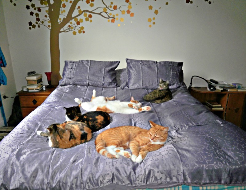 Hey, let's get a new quilt cover! Good idea...oh, hang on a minute...the cats like it too! #pet #humor