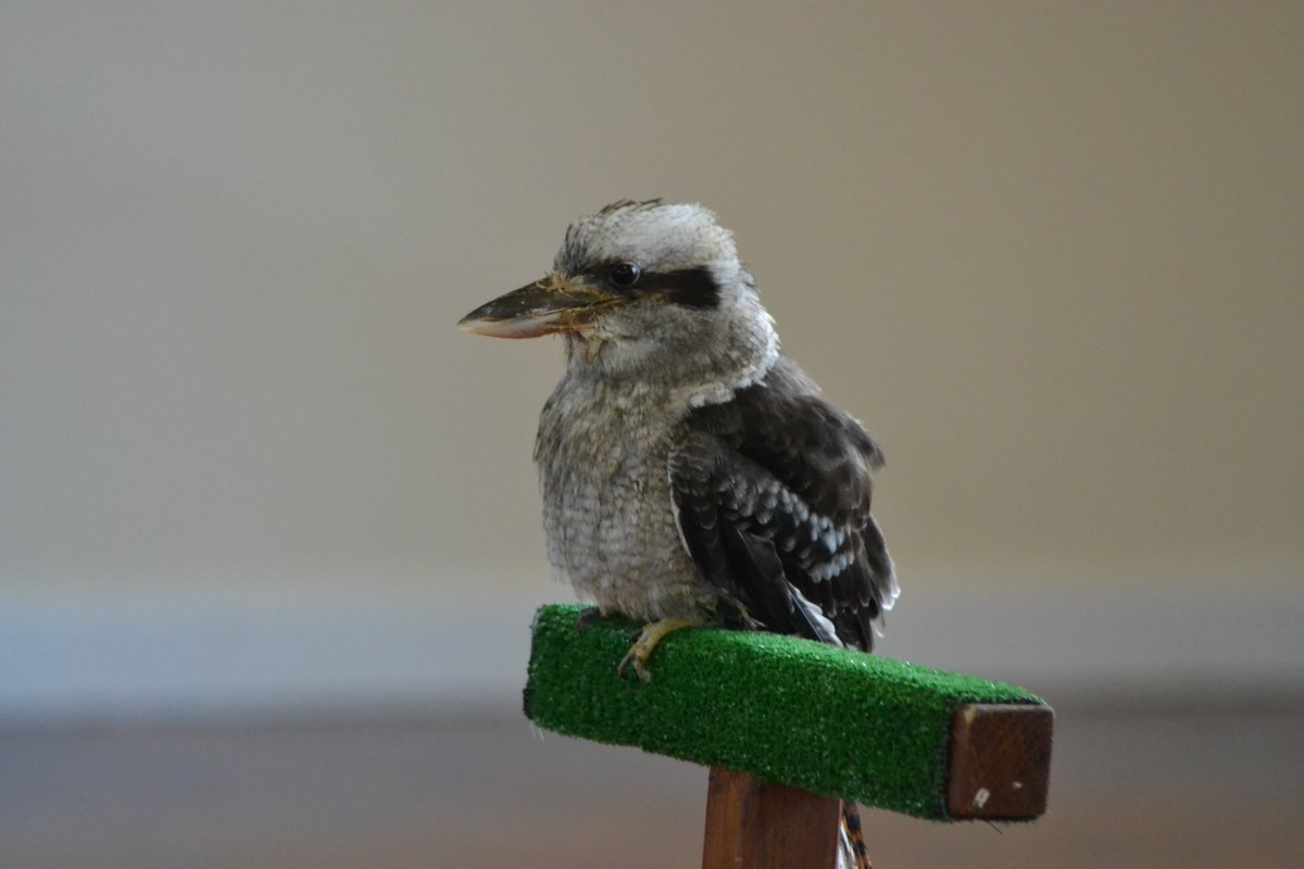 SchoolWoodfield's tweet photo. Class 1 had a 'hoot' this week! We continued our learning about owls whilst observing real owls in school. We were even lucky enough to hear a kookaburra laughing! You could say they were 'owl' ears for whole hour! :-) #activelearning #owls #ks1 #eyfs https://t.co/SqlCurX6I7