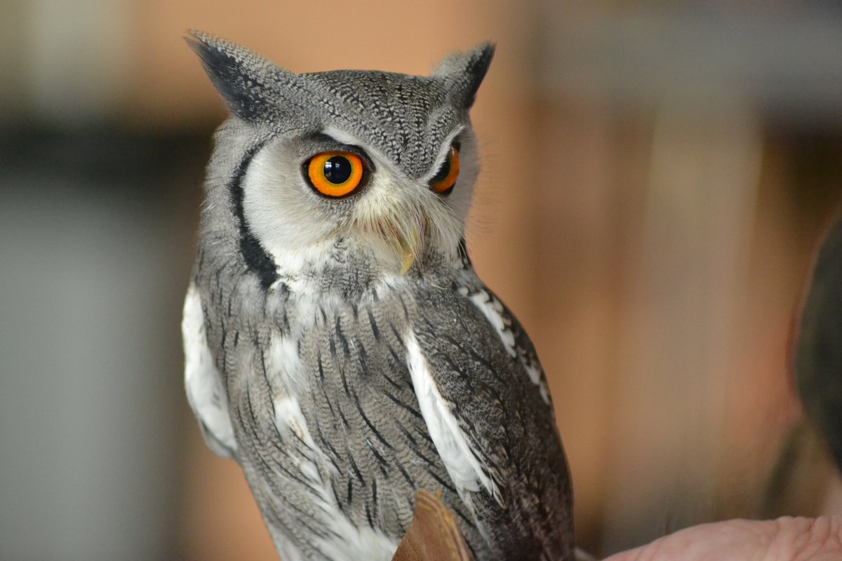 SchoolWoodfield's tweet photo. Class 1 had a 'hoot' this week! We continued our learning about owls whilst observing real owls in school. We were even lucky enough to hear a kookaburra laughing! You could say they were 'owl' ears for whole hour! :-) #activelearning #owls #ks1 #eyfs https://t.co/SqlCurX6I7