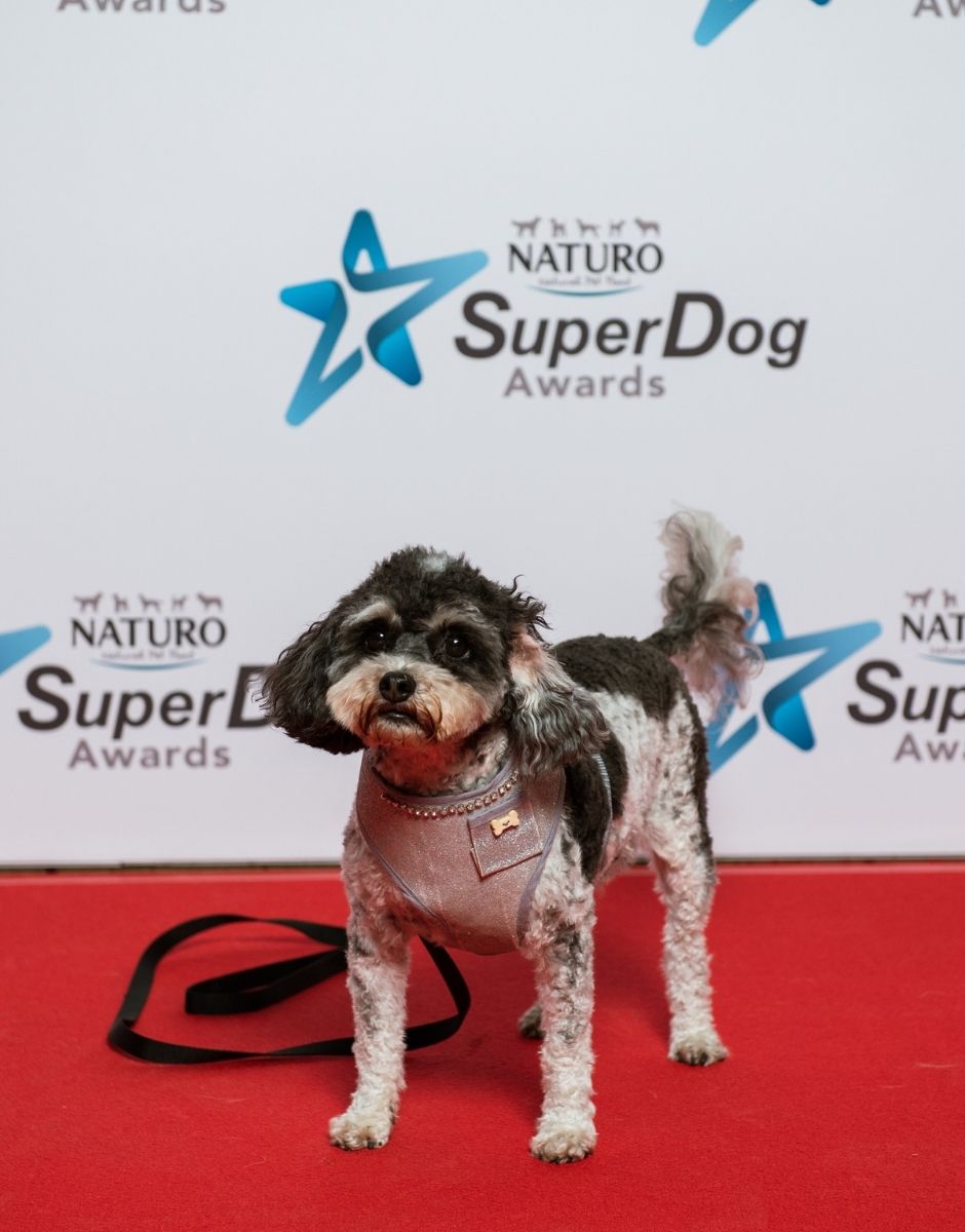 superdogawards's tweet photo. Pictures from the 2021 Naturo SuperDog Awards are now available to view on our Facebook page ✨ https://t.co/iAkDGi0tkP