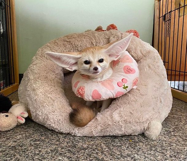 FennecsDaily's tweet photo. https://t.co/a1QatE7DZc