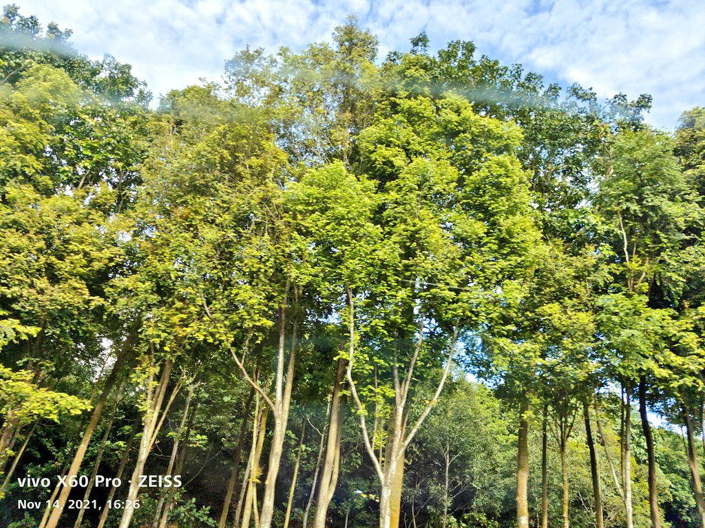 ClarindaYap's tweet photo. #movingvehiclephotography scenes at the Bukit Timah Expressway in #Singapore #trees #greenery #naturephotography #nature #beautiful #sky #clouds #Scenery https://t.co/tZxowWVkbk