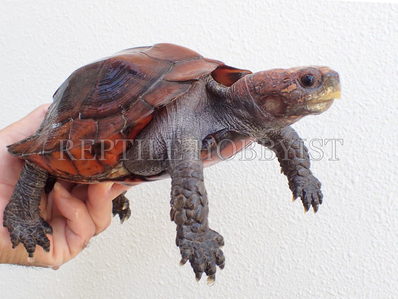 Reptile Hobbyist 店頭にて販売中のムオヒラセガメ のご紹介です エサ食い等 状態は良好です ブリーダー様にお勧めの良個体です または 反対にこの個体に合わせるアダルトの を求めています その際には当店の他の生体等の交換にも応じております