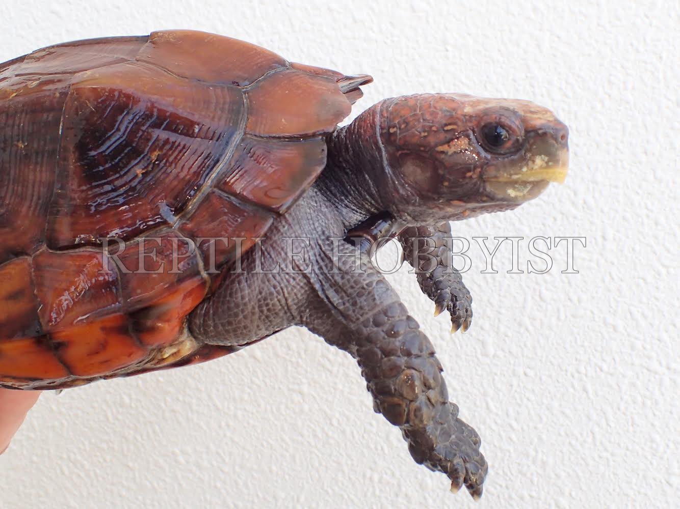Reptile Hobbyist Reptilehobbyist Twitter
