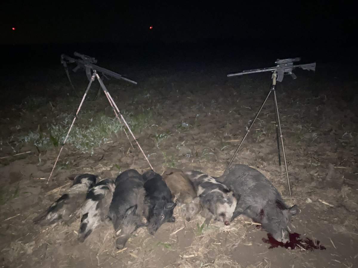 HickoryFlatBoar's tweet photo. Lucky number 7 #killemharder #wedoitinthedark #quiettime #heypig @PulsarNV https://t.co/mVkeonQOZb