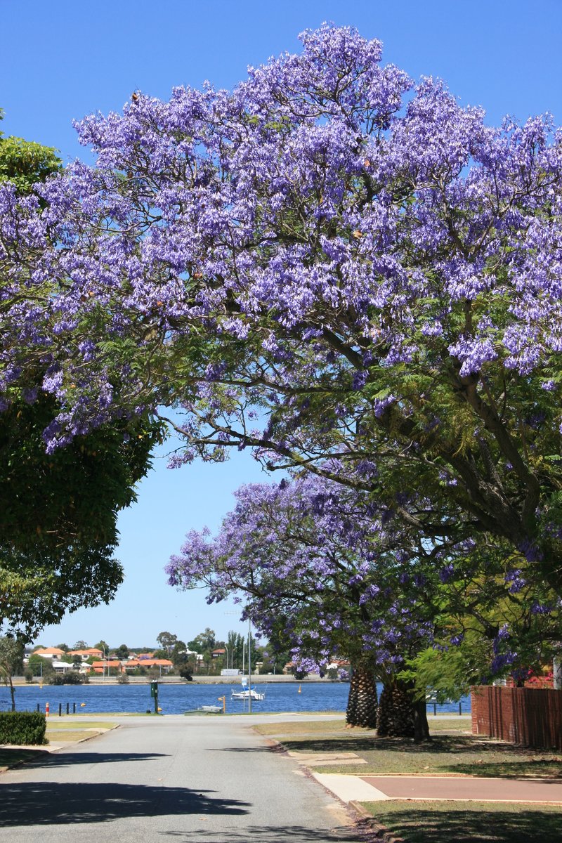 Twitter 上的 のんびり ばぶる パース 西オーストラリア州政府観光局 西オーストラリアでは 今 まさにジャカランダの花が見ごろを迎えています 空に映える紫色の花はもちろん 風で散った花びらが作る紫色のカーペットも必見です パースとフリーマントルの間に